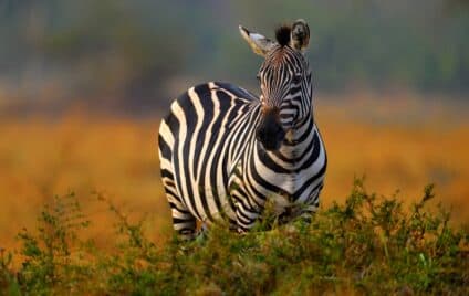 Zebra investeert in 4D-visie voor industriële robots