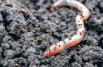 Microsoft waarschuwt voor worm die cryptovaluta steelt